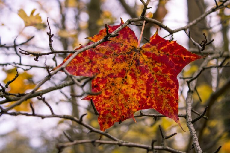 ingrijirea dafinului