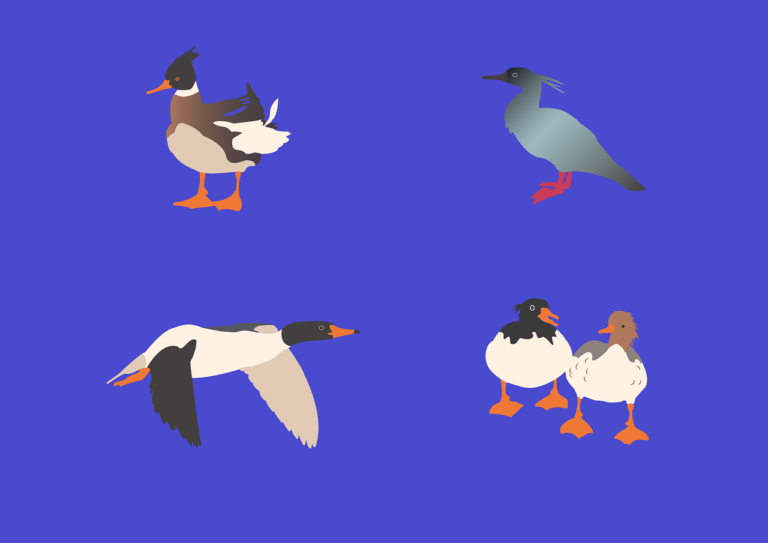 afacere cu pui de carne