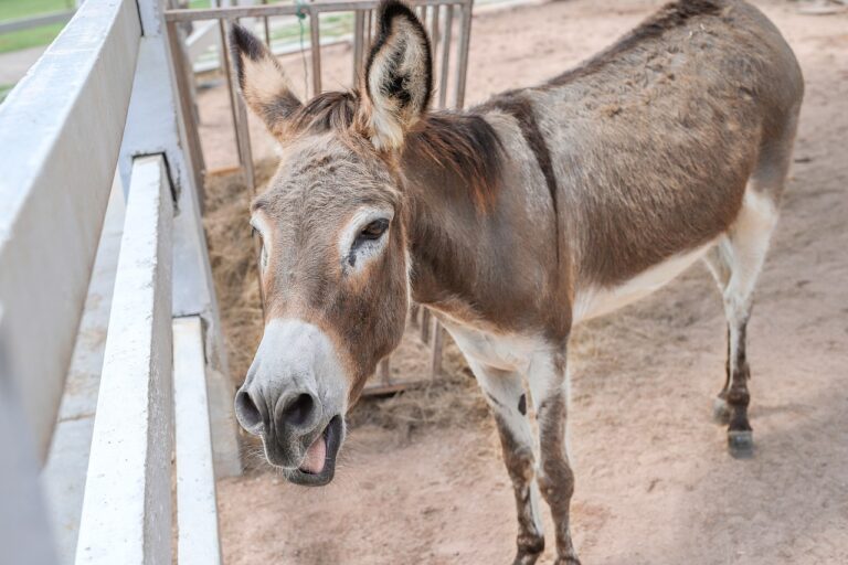 afacere cu lapte de magarita