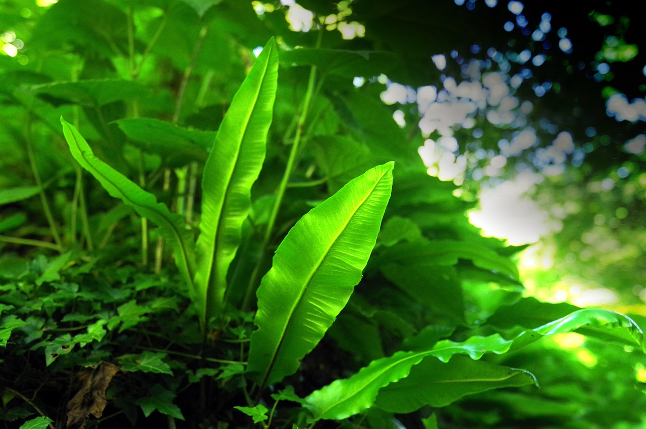 ce inseamna idk in romana