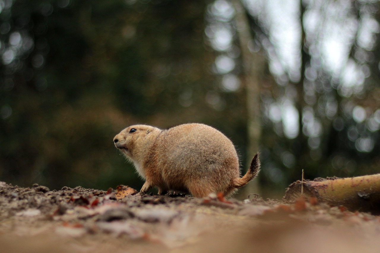 semne ca pisica sufera