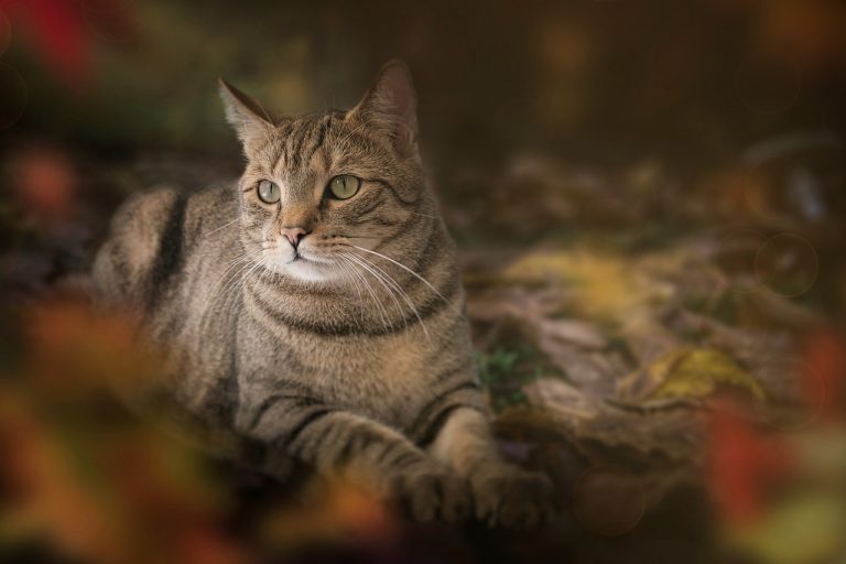 ce inseamna cat