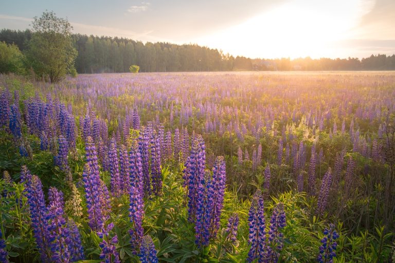 ce inseamna mediul rural