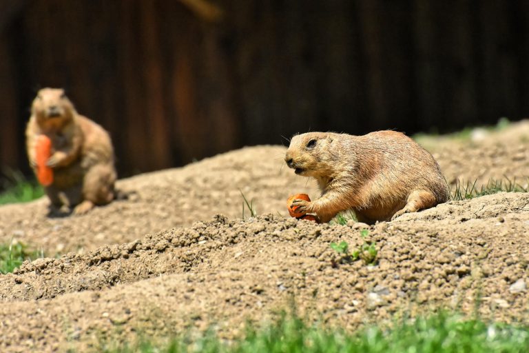 cat dureaza gestatia la caini de talie mare