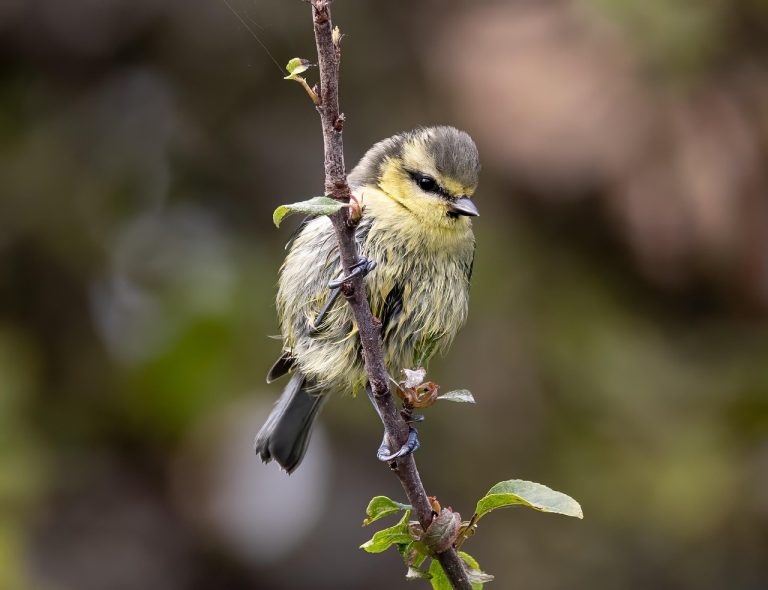 ce inseamna numele andrei