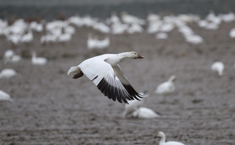 ce inseamna diaspora