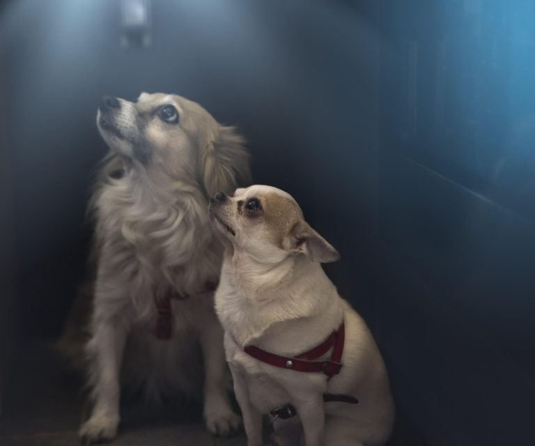 cat dureaza un dresaj canin