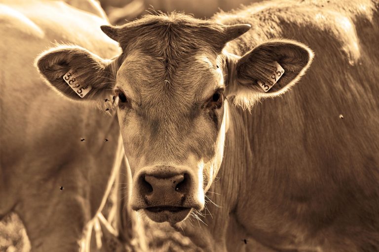 idei de afaceri la tara cu animale