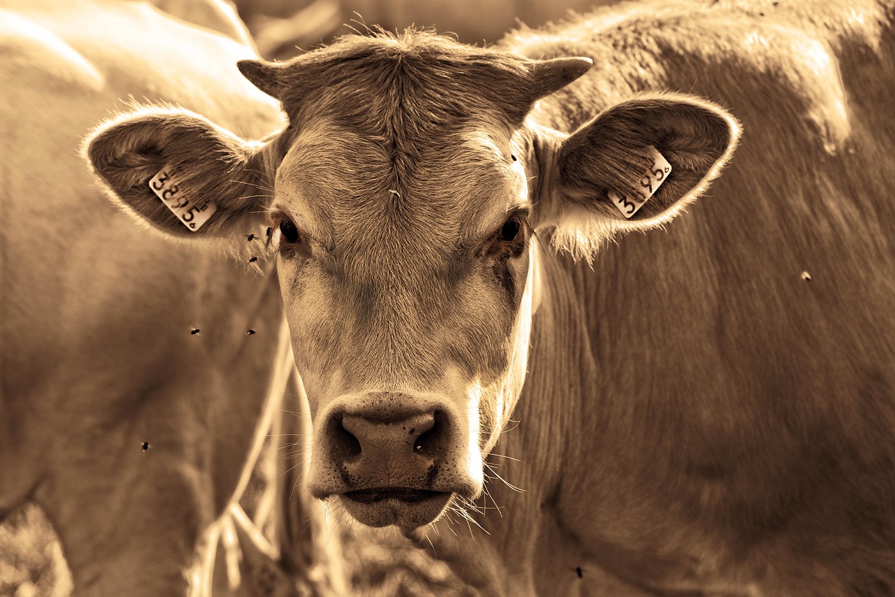 idei de afaceri la tara cu animale