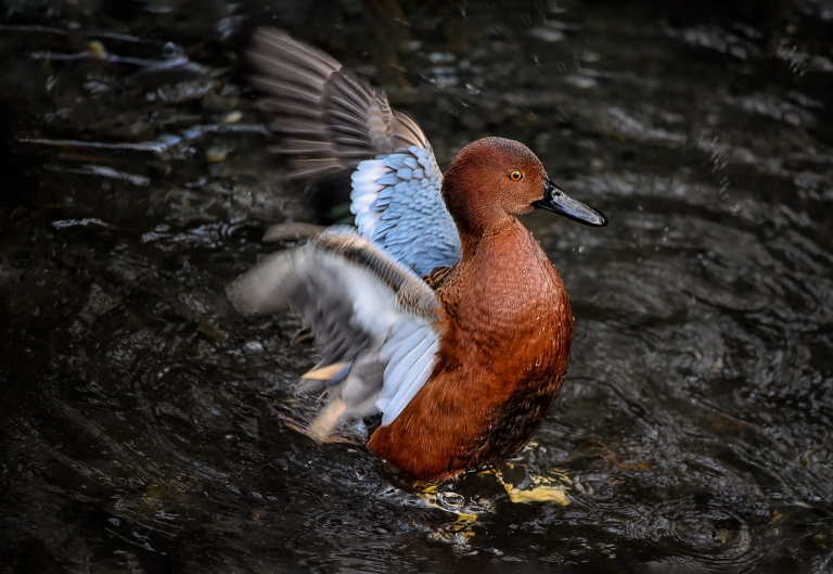 apa cu scortisoara pentru orhidee