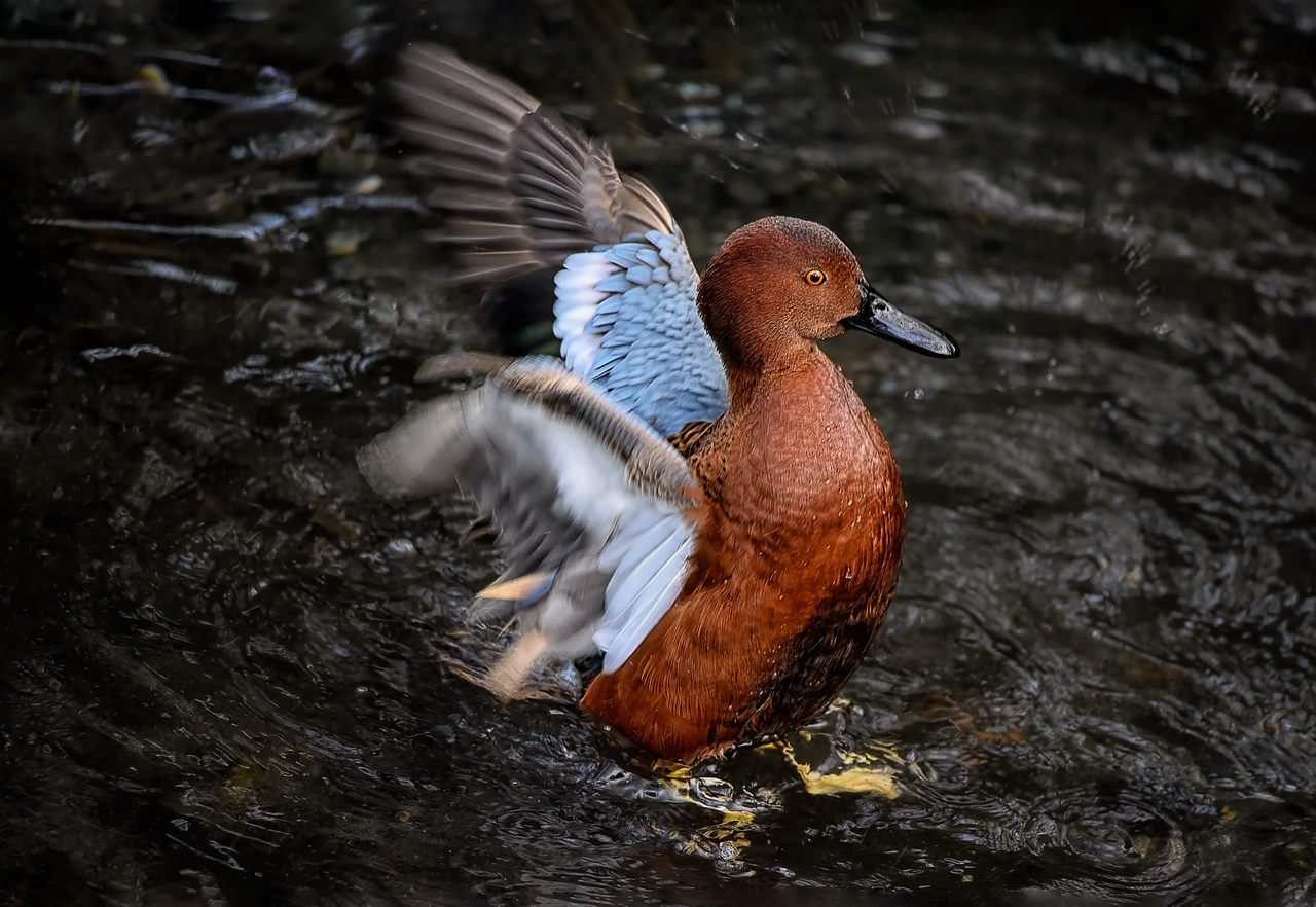 apa cu scortisoara pentru orhidee