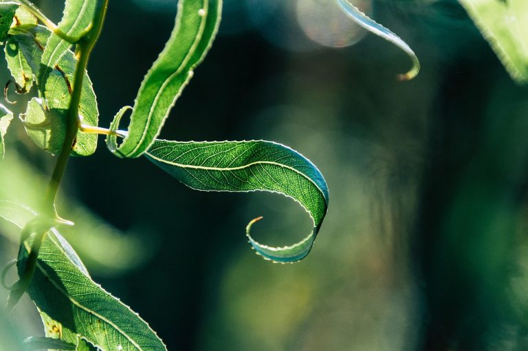 limba soacrei ingrijire