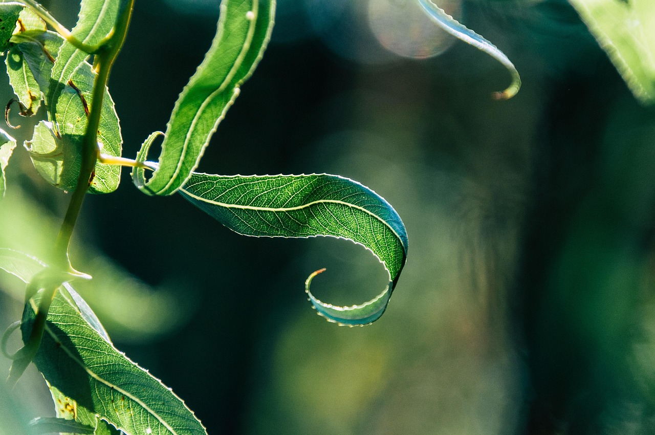 limba soacrei ingrijire