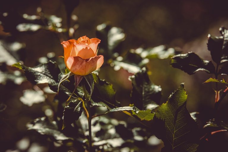 cand se planteaza garofitele de gradina